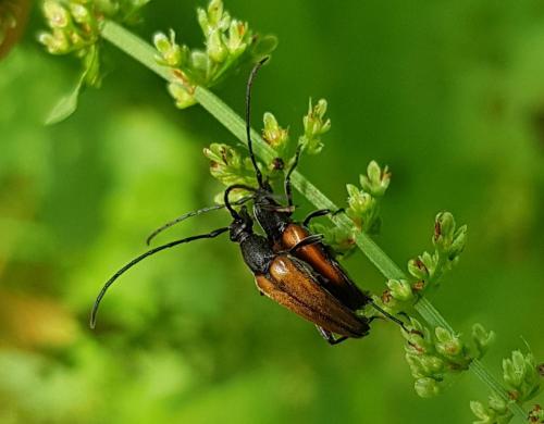 Réf. 284 686 : Stenurella melanura